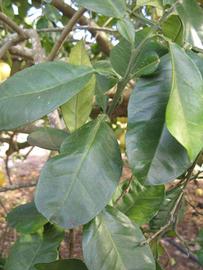            Shade leaves (Winter Haven, FL)   