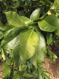            Sun leaves (Winter Haven, FL)   