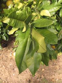            Sun leaves (Winter Haven, FL)   