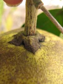            Fruit (Winter Haven, FL)   