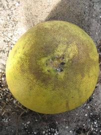            Fruit (Winter Haven, FL)   