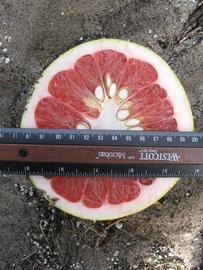            Fruit cross-section (Winter Haven, FL)   