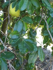              Shade leaves (Winter Haven, FL)       
