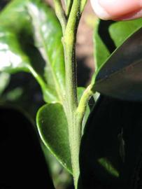            First year twig (Winter Haven, FL)   