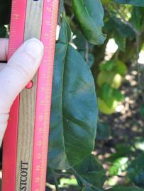              Unifoliolate leaf (Winter Haven, FL)       