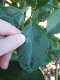              Unifoliolate leaf (Winter Haven, FL)       