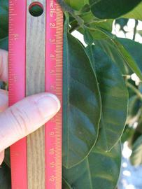              Unifoliolate leaf (Winter Haven, FL)       