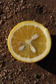            Fruit cross-section (Riverside, CA)   