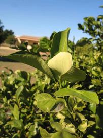            Sun leaves (Winter Haven, FL)   