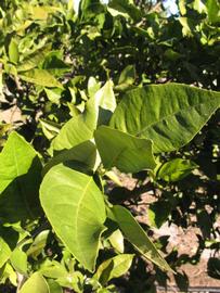            Sun leaves (Winter Haven, FL)   