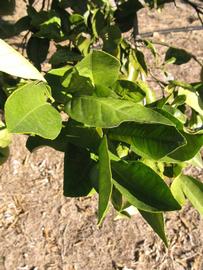            Sun leaves (Winter Haven, FL)   