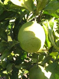            Immature fruit (Winter Haven, FL)   