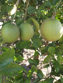            Immature fruit (Winter Haven, FL)   