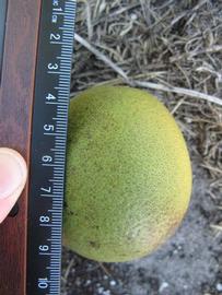            Immature fruit (Winter Haven, FL)   