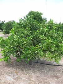            Habit (Winter Haven, FL)   