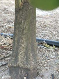            Bark (Winter Haven, FL)   