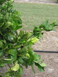              Sun leaves (Winter Haven, FL)       