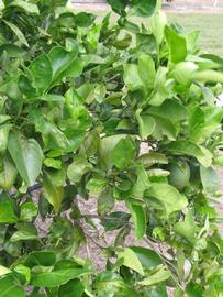              Sun leaves (Winter Haven, FL)       