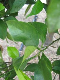              Sun leaves (Winter Haven, FL)       