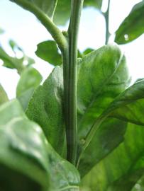            First year twig (Winter Haven, FL)   