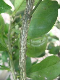              Second - third year twig (Winter Haven, FL)       