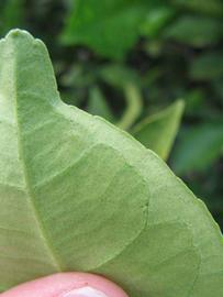              Margin (Winter Haven, FL)       