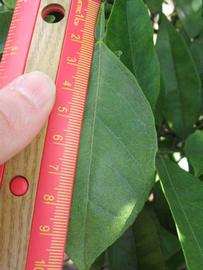              Unifoliolate leaf (Winter Haven, FL)       