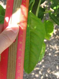              Unifoliolate leaf (Winter Haven, FL)       