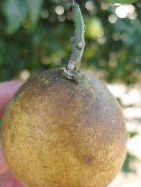            Fruit (Winter Haven, FL)   