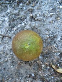            Fruit (Winter Haven, FL)   