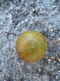            Fruit (Winter Haven, FL)   