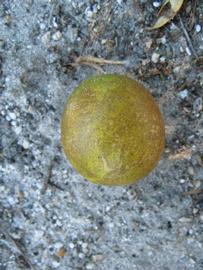            Fruit (Winter Haven, FL)   