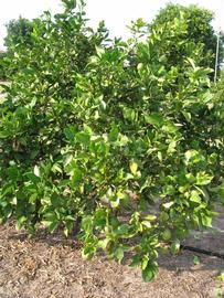              Habit (Winter Haven, FL)       