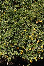            Habit (Riverside, CA)   