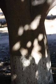              Bark (Riverside, CA)       