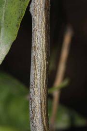              Second - third year twig (Riverside, CA)       