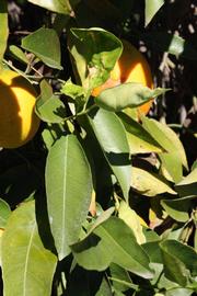            Sun leaves (Riverside, CA)   