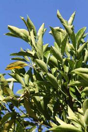            Sun leaves (Riverside, CA)   