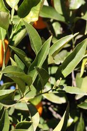            Sun leaves (Riverside, CA)   