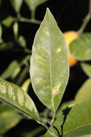              Unifoliolate leaf (Riverside, CA)       