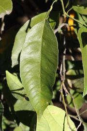              Unifoliolate leaf (Riverside, CA)       