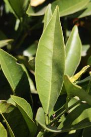              Unifoliolate leaf (Riverside, CA)       