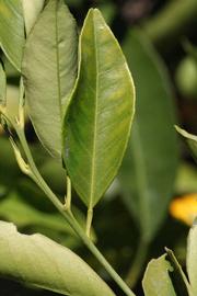              Unifoliolate leaf (Riverside, CA)       
