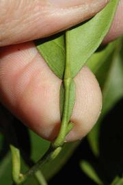               Petiole (Riverside, CA)       