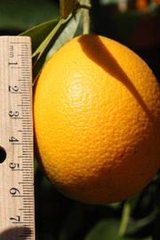            Fruit (Riverside, CA)   