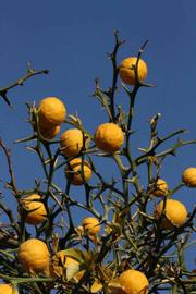            Fruit (Riverside, CA)   