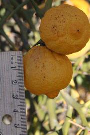            Fruit (Riverside, CA)   