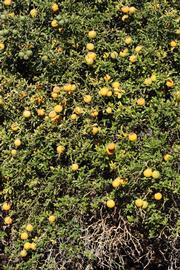            Habit (Riverside, CA)   