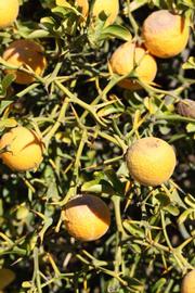            Fruit (Riverside, CA)   