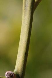            First year twig (Riverside, CA)   